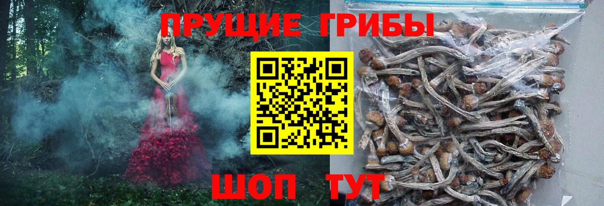 Псилоцибиновые грибы Psilocybe Лянтор